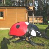 Biedronka