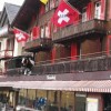 Krowa w Grindenwald