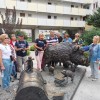 Z dzikiem na osiedlu w Świdnicy