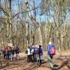 Zaborów Leśny. Skupisko starych dębów